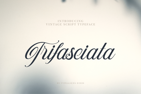 Trifasciata: A Script Font for Web Design